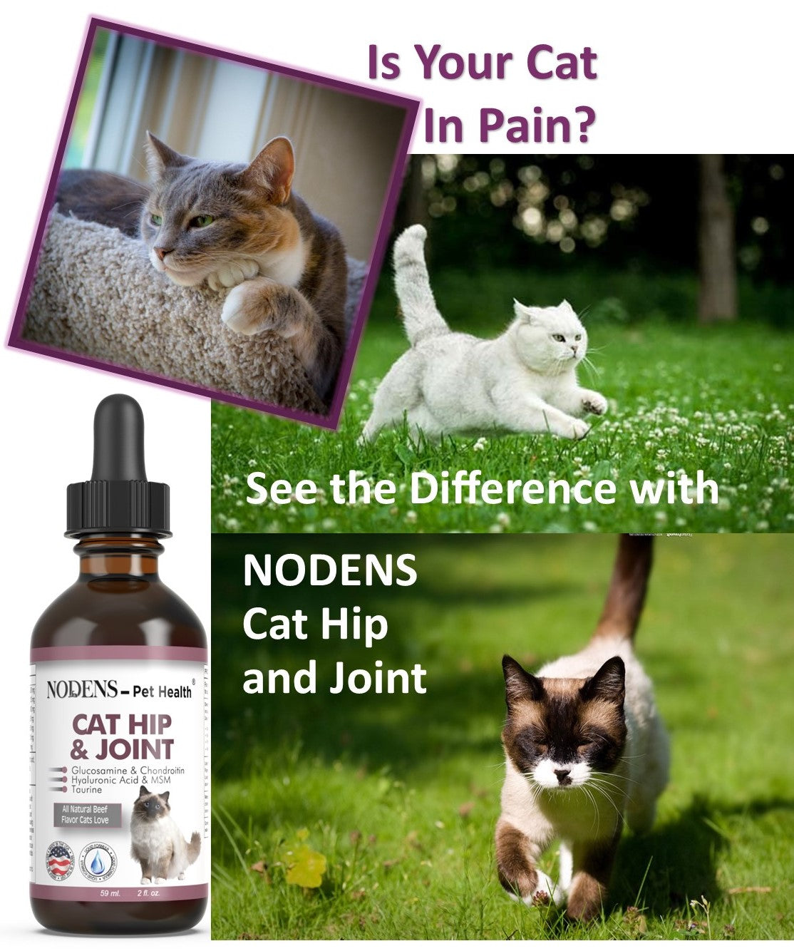 Nodens glucosamine for cats  is your cat in pain