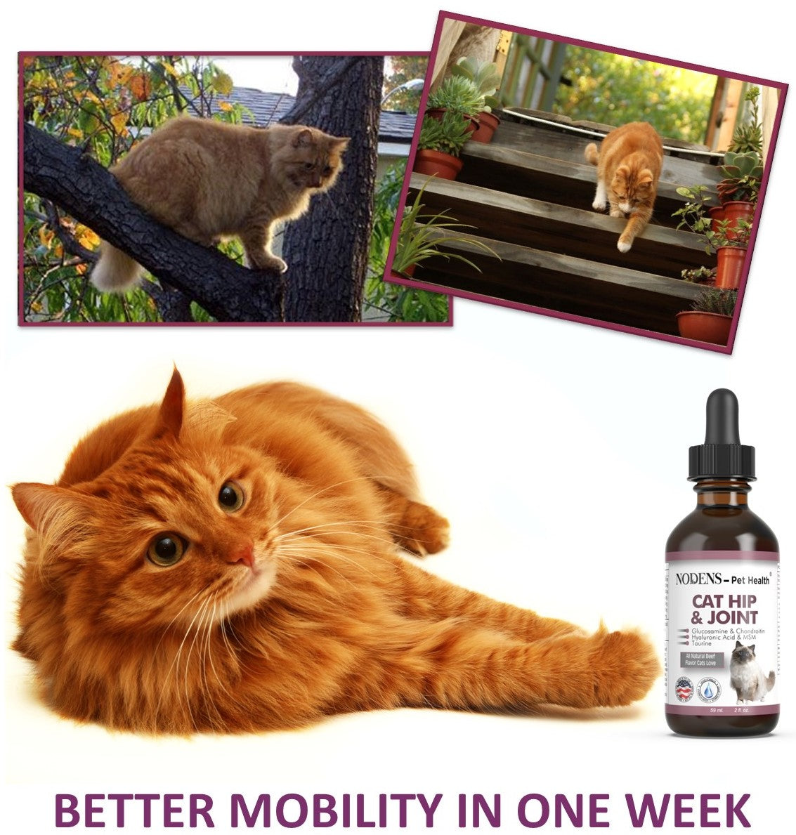 Nodens joint supplements for cats better mobility in a week